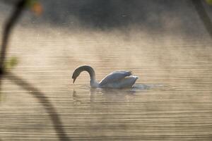 White swan on fog reservoir photo