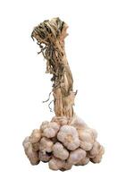 Garlic bulb cluster with root on white background photo