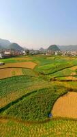 fpv vlucht over- velden in pittoreske dorp in noorden Vietnam video