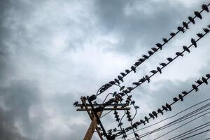 rebaño de palomas colgando en eléctrico alambres foto