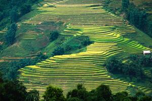 Rice field terraced glowing light on mountain photo