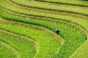 agricultores son cosecha en arroz aterrazado a mu cang chai foto