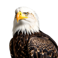 AI generated Bald eagle sitting on transparent background png