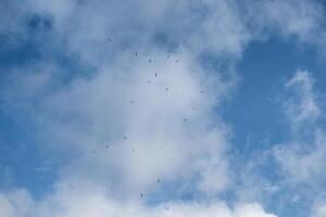 Flock of birds flying on blue sky photo