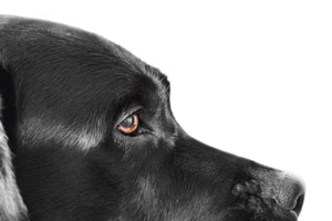 Pet adult dog studio photo. Labrador retriever close up isolate. png