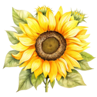 ai generado girasol en en auge png