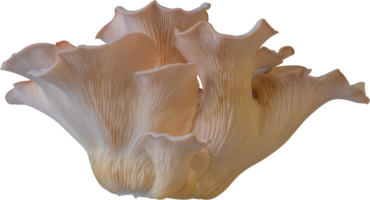 huître champignon Couper en dehors sur transparent Contexte. png