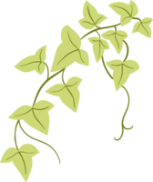 hiedra planta dibujo ilustración. png