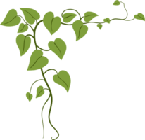 ivy plant drawing illustration. png