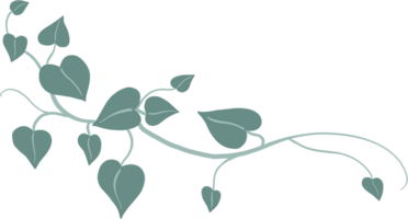 murgröna växt teckning illustration. png