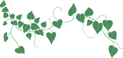 murgröna växt teckning illustration. png