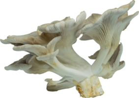 edible mushroom cut out on transparent background. png