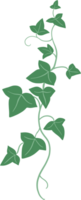 ivy plant drawing illustration. png