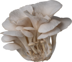 huître champignon Couper en dehors sur transparent Contexte. png