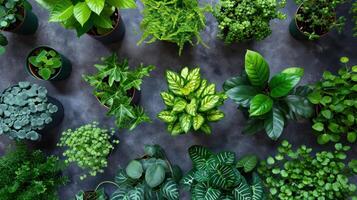 AI generated Plants store advertisment background with copy space photo
