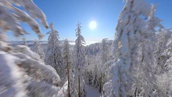filmiska fpv Drönare flyg bland skön snötäckt träd i vinter- skog. video