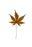 Dry Maple Leaf on white background photo