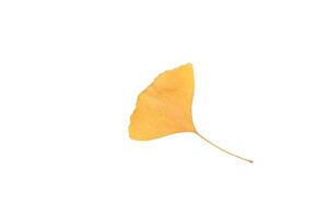 Dry Ginkgo biloba leaf photo