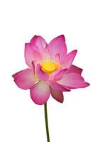 Beautiful pink lotus flower photo