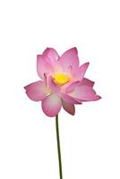 Pink lotus flower on white background. photo