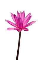 Pink lotus flower on white background. photo