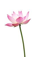 lotus on isolate white background. photo