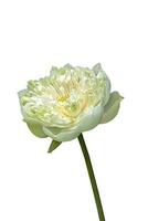 White lotus flower blooming photo