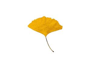 Dry Ginkgo biloba leaf photo