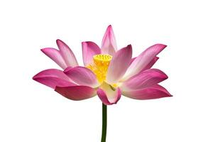 lotus on isolate white background. photo