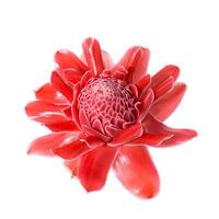 Red Etlingera elatior flower photo