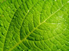 Close up green leaf wallpaper. photo