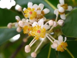 alexandrian laurel flor. foto