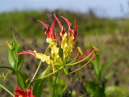 Flame lily flower. photo