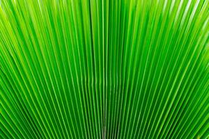 green palm leaf background. photo