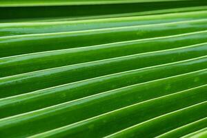 green palm leaf background. photo