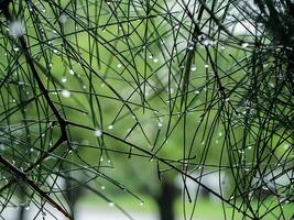 Pine leaf with water drop. photo