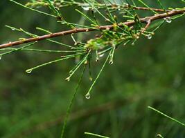 Pine leaf with water drop. photo