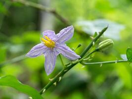 Close up of Brinjal flower photo