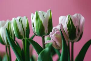 AI generated green tulips with white petals on a pink background with pink flower in the middle photo