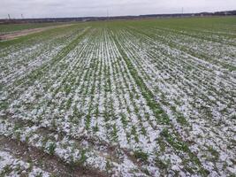 Snow fell on an agricultural field photo