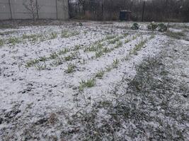 Snow fell on the garden where vegetables grow in the village photo