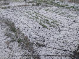 Snow fell on the garden where vegetables grow in the village photo