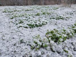 Snow fell on the garden where vegetables grow in the village photo