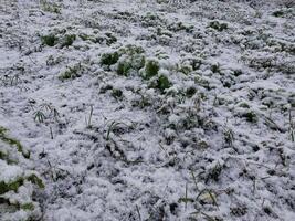 nieve cayó en el jardín dónde vegetales crecer en el pueblo foto