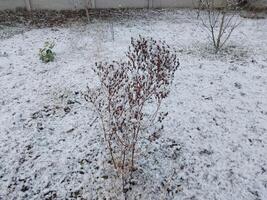 Snow fell on the garden where vegetables grow in the village photo