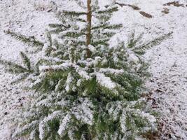 Snow fell on bushes and trees in the village photo