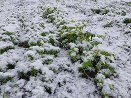 nieve cayó en el jardín dónde vegetales crecer en el pueblo foto