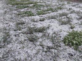 nieve cayó en el jardín dónde vegetales crecer en el pueblo foto