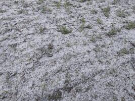 nieve cayó en el jardín dónde vegetales crecer en el pueblo foto