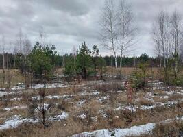 Snow fell in a young forest photo